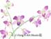 Orchid IV